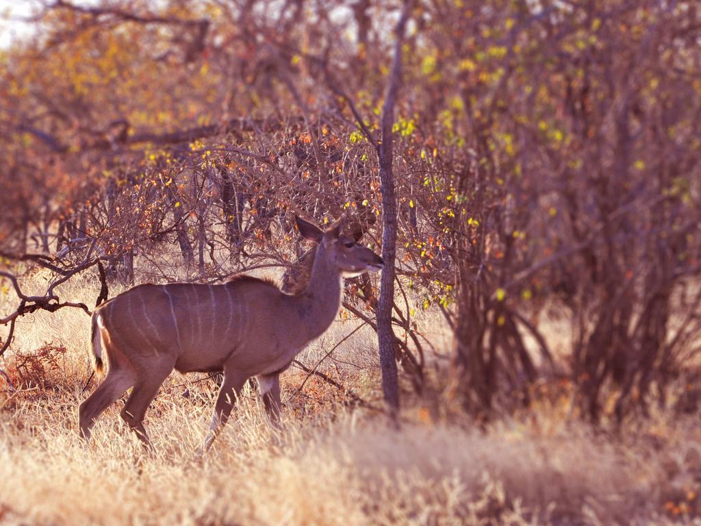 Dinkweng Safari Lodge The Waterberg Biosphere Экстерьер фото